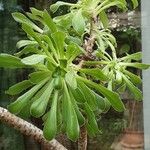 Aeonium arboreum Blatt