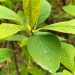 Oemleria cerasiformis Blatt