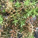 Sedum adolphi 整株植物