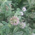 Trifolium squamosum Çiçek