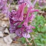 Corydalis solida Flor