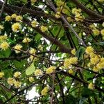 Pisonia aculeata 花