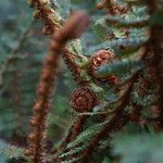 Polystichum vestitum Blad