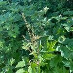 Rumex sanguineus Folio