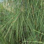 Casuarina equisetifoliaЛист