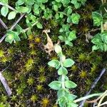 Cerastium semidecandrum Folla