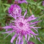 Centaurea jaceaFloare