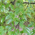 Stewartia rostrata Hostoa