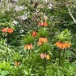 Fritillaria imperialis Hábito