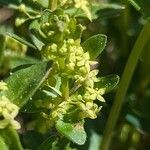 Cruciata glabra Flower