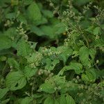 Priva lappulacea 果