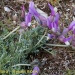 Astragalus vesicarius Vekstform