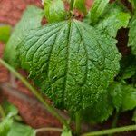 Galinsoga quadriradiata Leaf