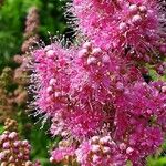 Spiraea salicifolia 花