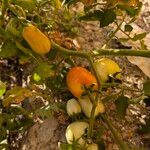 Solanum pimpinellifolium Fruto