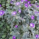 Geranium sylvaticumFlower