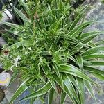 Chlorophytum comosum Leaf