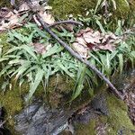 Asplenium rhizophyllum Hábitos