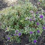 Rhododendron russatum Habit