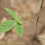 Cleome aculeata 葉