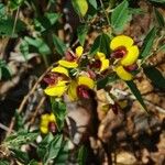 Bossiaea ornata