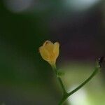 Endiandra polyneura Kvet