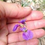 Lathyrus filiformis Květ
