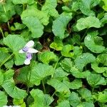 Viola hederacea Leaf