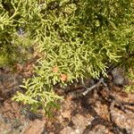 Juniperus pinchotii ᱛᱟᱦᱮᱸ