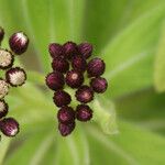 Psiadia anchusifolia Flower