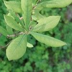 Rhododendron atlanticum Hoja