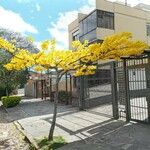 Handroanthus albus Flors