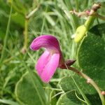 Canavalia rosea Flor