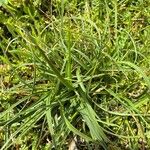 Carex parviflora Hoja