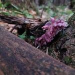 Lathraea squamariaFlower