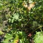 Rheum officinale Feuille