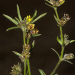 Vahlia dichotoma Blomma