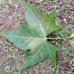 Platanus x hispanica その他の提案