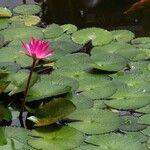 Nymphaea rubra Leaf