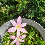 Zephyranthes robusta Blomma