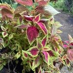 Coleus decurrensഇല