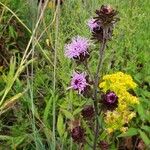 Liatris squarrosa Kukka