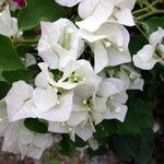 Bougainvillea spectabilis Cvet