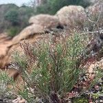 Limonium articulatum Blatt