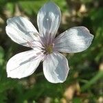 Linum tenuifolium Flower