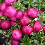 Gaultheria mucronata Fruit