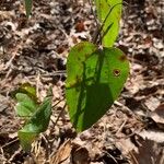 Smilax glauca ഇല