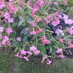 Nicotiana alata Цветок