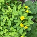 Oxalis frutescens Φύλλο