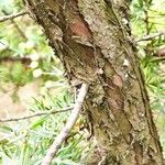 Juniperus macrocarpa Bark